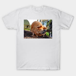 New Zealand Kunekune Pig T-Shirt